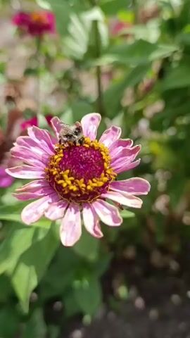 A close-up shot focuses on a bumblebee perched on a pink zinnia flower. The bumblebee is positioned on the center of the flower, which has a dark pink center surrounded by bright yellow stamens and delicate pink petals. The flower is in full bloom, and its petals are slightly unfurled, revealing the intricate details of its reproductive parts. The background is softly blurred, showing hints of green foliage and other flowers, suggesting a garden setting. The lighting appears to be natural sunlight, casting a warm glow on the scene and highlighting the textures of the bee and the flower. The video captures a moment of nature's activity, showing the bumblebee engaged in its essential task of pollination.