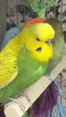 A close-up shot shows two budgerigars perched on a white perch within a cage. The budgerigar in the foreground is predominantly green and yellow, with its head resting on its chest and eyes closed, and it wakes up towards the end of the video. A second, partially obscured budgerigar, is behind the first, and is a darker green. In the background are the bars of the cage and a few colorful toys. There is audio in the background of other bird noises.