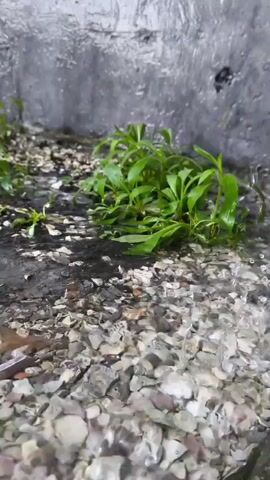 The video shows a low-angle view of small green plants growing in rocky soil next to a concrete wall. There is water flowing across the rocks in the foreground, with ripples and reflections visible. The lighting is dim, creating a somewhat moody atmosphere. The plants appear to be a type of aquatic or semi-aquatic vegetation. No people or animals are visible.