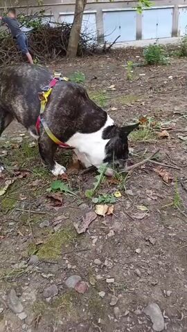 The media file shows a brindle and white French Bulldog wearing a colorful harness. The dog is sniffing the ground in an outdoor setting. The ground is covered with dirt, leaves, and some patches of grass. There are some pebbles and twigs scattered around. In the background, there is a person wearing a blue shirt and shorts, standing near a pile of branches. Behind the branches, there is a building with several doors that appear to be garage doors. There are also some trees and green foliage visible. The lighting suggests it is daytime, possibly overcast or late afternoon. The overall scene appears to be a casual outdoor environment, possibly a backyard or a park area. There is no visible text in the media file. The activity depicted is a dog exploring its surroundings by smelling the ground.