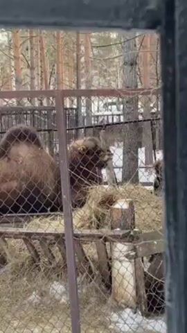 The video shows three camels inside a fenced enclosure. The enclosure has a feeding trough filled with hay, and tree stumps are scattered within. The camels are brown with thick fur. Some are eating hay, while others are resting. The enclosure is surrounded by trees and some snow on the ground. The camera appears to be filming from inside a building or vehicle.