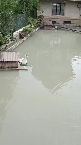 A white swan is visible in a murky body of water. The swan is standing on a wooden structure. In the background, there is a building with windows and a balcony, and trees.