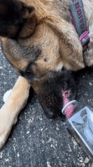 German Shepherd drinks from a bottle on a Blagoveshchensk street