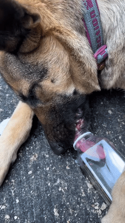 German Shepherd drinks from a bottle on a Blagoveshchensk street