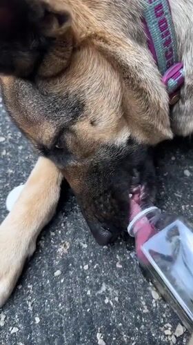 German Shepherd drinks from a bottle on a Blagoveshchensk street