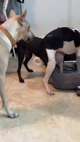 The video shows two dogs interacting in an indoor space with tiled flooring. The dog in the foreground is light tan with a brown collar and is facing left, sniffing in the direction of the other dog. The second dog is black and white and is facing away from the camera, partially obscured by the tan dog. It appears to be sniffing or interacting with a gray dog bed or cushion on the right side of the frame. A third dog, mostly black, is visible behind the black and white dog, also facing away from the camera. The background is indistinct, showing a wall, some shelving, and possibly furniture. The lighting appears to be artificial.