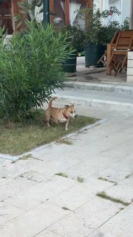 A small, tan dog with white markings on its chest and muzzle, and wearing a red collar, walks on a paved area next to a grassy patch. A large, leafy green bush is to the left of the dog. In the background, there are potted plants, wooden chairs, and white brick structures. The scene appears to be outdoors in daylight.