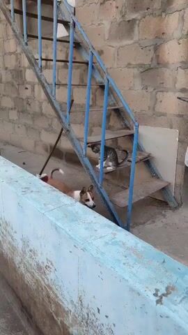 A tabby kitten is on the third step of an outdoor metal staircase with blue railings. A small dog with white and brown fur is standing at the bottom of the stairs and looking up at the kitten. The dog appears to be barking or meowing. The staircase is against a brick wall.