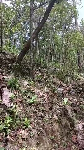 The video displays a tilted upward view of a forest scene. Dominating the foreground is a sloping, rocky terrain covered with dry leaves and sparse green vegetation. A prominent tree trunk, thick and textured, leans diagonally across the frame from the lower left towards the upper right. Its branches extend upwards, adorned with large, green leaves that create a dense canopy. Other trees and foliage fill the background, creating a layered effect of varying shades of green. The sky, visible through the branches, appears partly cloudy with patches of blue. The lighting suggests it is daytime, with sunlight filtering through the leaves. The camera movement is slow and steady, panning upwards and slightly to the right. There are no people or animals visible in the video. The overall impression is that of a natural, undisturbed forest environment.