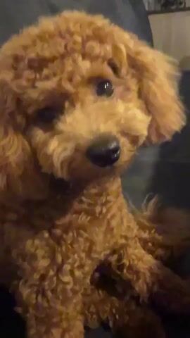 This is a close-up video of a small, reddish-brown poodle. The dog is on a dark couch and is looking off to the right side of the frame. The dog's tongue is visible and appears to be pink. The lighting is dim.