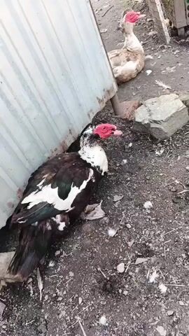 The video shows four Muscovy ducks in an outdoor area. Two of the ducks are dark-colored with white markings, and two are lighter colored. One dark duck is lying down in the foreground next to a corrugated metal structure. Another dark duck stands behind it. Two lighter-colored ducks are standing in the background. The ground is covered in dirt, with some feathers and stones visible. A wire fence is visible on the right side of the frame.