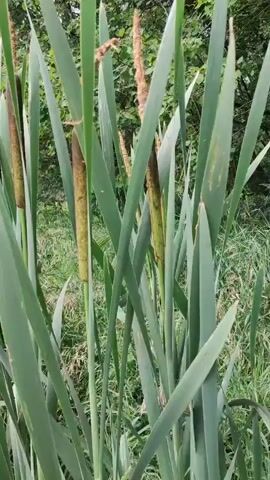The video shows a close-up, eye-level view of cattails growing in a natural environment. The camera slowly pans from left to right, focusing on the thick, green leaves and the brown, cylindrical seed heads of the cattails. The background is blurred, consisting of green foliage, suggesting a marshy or waterside location. The lighting is natural, indicating daylight. There are no people or animals visible in the video. The focus is solely on the plants and their textures.