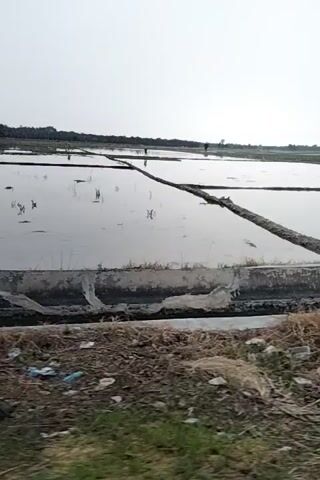 The video shows an aerial view of an outdoor scene. The primary focus is on a body of water, likely a pond or a flooded field, bordered by dry, grassy terrain. There are structures visible, including what appears to be a low-rise building with a tin roof on the right side of the frame, and a small, partially visible building on the left. Palm trees and other vegetation are scattered throughout the scene, particularly along the edges of the water and in the foreground. The sky is overcast, suggesting a cloudy or possibly rainy day. The camera appears to be moving, providing a sweeping view of the landscape. There are no people visible in the video. The overall impression is of a rural or semi-rural environment, possibly agricultural or industrial, with signs of disuse or neglect in some areas.