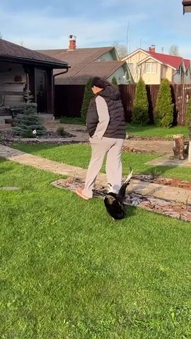 A woman stands on a grassy lawn in front of a duck. She is wearing a black vest over a light-colored sweatsuit. A stone pathway crisscrosses the lawn, leading to a small house. The duck has black feathers on its head and tail, and white feathers on its body. The duck walks around on the grass. The woman walks away from the duck, then turns and smiles. Other houses are visible in the background.