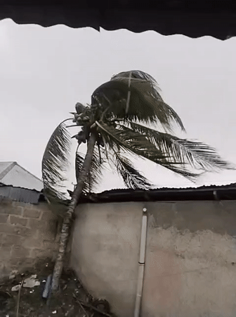 Strong winds buffet coconut tree in Uyo backyard