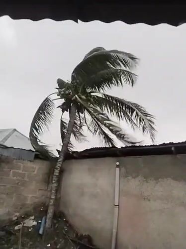 Strong winds buffet coconut tree in Uyo backyard