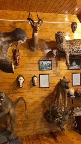 This is a panning video shot from a low angle, showing the interior of a room with wooden paneled walls and a wooden ceiling. The room appears to be a display or collection of taxidermied animals and artifacts. Prominently displayed on the wall is a taxidermied leopard perched on a branch, a taxidermied impala head, and a taxidermied baboon standing on a rock formation. There are also several framed pictures, masks, animal skulls, and other decorative items arranged on the walls and on shelves and a table. To the right, more taxidermied animal heads, including what appears to be a buffalo and a wildebeest, are visible, along with a crossbow and other hunting-related objects. The room is lit by overhead lights.