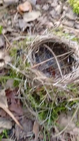 The video shows a close-up, overhead view of a bird's nest. The nest is made of twigs, grass, and other natural materials, and is lined with softer material. It appears to be empty, or at least no birds are visible in it. The nest is situated on the ground, surrounded by fallen leaves, moss, and twigs, suggesting a woodland or forest environment. The lighting is natural, and the focus is sharp on the nest and its immediate surroundings. The camera angle is static, with no noticeable movement or panning.