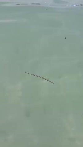 The video shows a reddish-brown needlefish swimming in shallow, clear, light green water.  A small piece of debris floats nearby.  The water is calm with subtle ripple patterns. The background is out of focus, but suggests a bright, outdoor setting.  Sounds of Spanish language conversations can be heard in the background.
