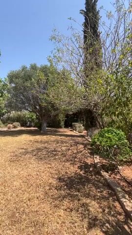 The video pans across a sun-drenched outdoor scene. In the foreground, dry, golden grass covers the ground, with dappled shadows from overhead trees. To the left, a swimming pool is visible, bordered by the side of a multi-story house with balconies and large windows. Various trees, including a tall, slender one on the right and a more mature, leafy olive tree in the center, dot the landscape. The sky is a clear, bright blue, indicating a sunny day. No people or animals are visible in the scene.