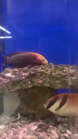 In an aquarium, two fish swim. One is brown with red spots and a yellow head. The other is tan with a black and white stripe on its face. They are swimming around rocks and coral. The aquarium has a blue background and a gravel bottom. Air bubbles rise through the water.