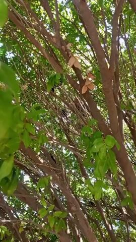 The video shows a close-up, low-angle view of a lush tree with bright green leaves and brown branches, illuminated by sunlight. Several black birds are visible perched among the branches, partially obscured by the foliage. One bird is distinctly visible near the top of the frame, moving slightly. Others are darker shapes deeper within the branches. The sound of birds chirping and making various calls fills the audio. Some lighter, possibly dead, leaves are also seen interspersed among the green foliage. The scene depicts a lively natural environment, likely during the daytime, in Chaguaramas, Venezuela.