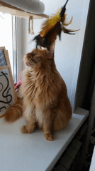 Cats lounging and playing in a Krasnoyarsk apartment