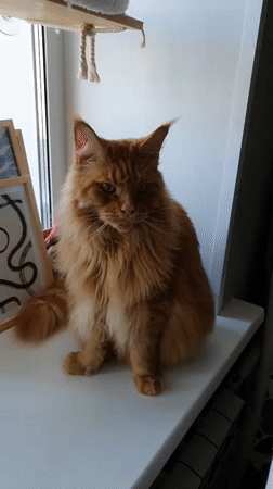 Cats lounging and playing in a Krasnoyarsk apartment