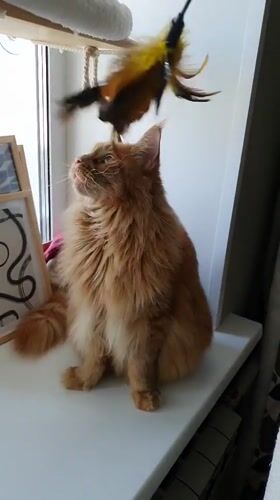 Cats lounging and playing in a Krasnoyarsk apartment