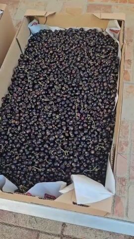 The video shows several cardboard boxes filled with dark purple berries, likely blackcurrants, arranged side by side outdoors. The boxes are lined with white paper. The berries appear to be fresh and are piled high within the containers. In the background, a brick wall is visible, suggesting an outdoor setting. The lighting suggests it is daytime. No people are visible in the frame. The scene captures a harvest or preparation for sale of the berries. No visible text is present on the boxes or berries. The location context provided is Hévíz, Hungary.