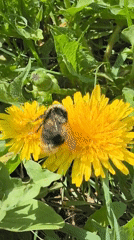 Bumblebee collects pollen from dandelion in Perm, Russia