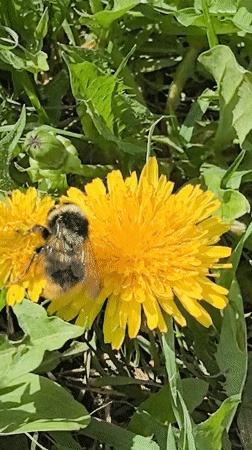 Bumblebee collects pollen from dandelion in Perm, Russia