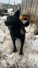 Chained dog observed in snowy Russian village yard