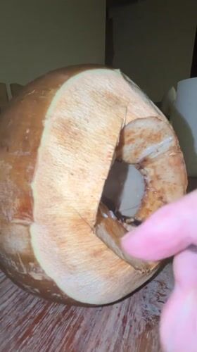 Fresh coconut cracked open and ready to drink in Kuta Selatan