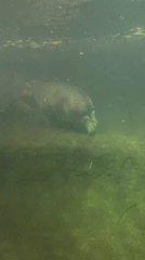 Berlin Zoo visit captured hippos, animals, and cupcakes