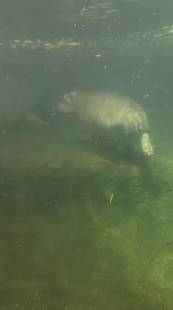 Berlin Zoo visit captured hippos, animals, and cupcakes
