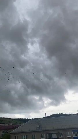 The video shows a flock of birds flying against a dramatic, cloudy sky. The clouds are dark and heavy, suggesting an approaching storm. Below the sky, the rooftops of buildings and a distant hillside are visible. The overall scene is one of impending weather change and a natural spectacle of birds in flight.