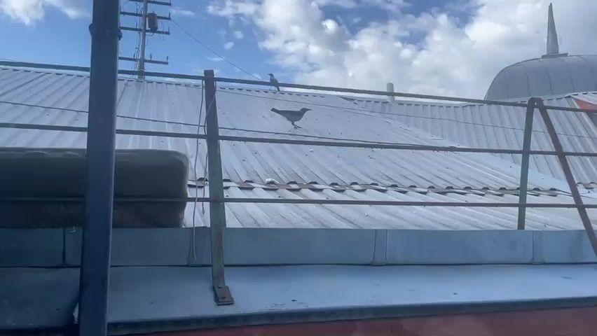 The media file shows a view of a corrugated metal roof with two birds on it. One bird is in the foreground, appearing to be in mid-stride, while the other is further back, standing still. A metal railing runs horizontally across the image, separating the foreground from the roof. In the background, a domed structure with a spire is visible, along with a utility pole and a cloudy sky. The scene suggests an outdoor setting, possibly in a residential or industrial area, given the metal roofing and utility pole. The weather appears to be partly cloudy, with the sun intermittently shining through. The time of day is likely daytime, based on the illumination. No people are visible in the frame. No text is present.