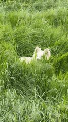 Dogs spotted resting and roaming in grassy Taman field