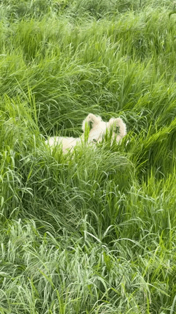 Dogs spotted resting and roaming in grassy Taman field