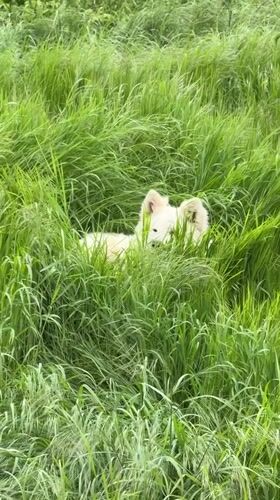 Dogs spotted resting and roaming in grassy Taman field