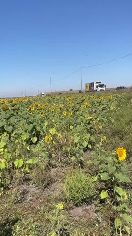 This is a landscape video of a vast sunflower field under a clear blue sky. The camera pans slowly across the field, revealing numerous sunflowers with bright yellow petals and dark centers. Some of the sunflowers are facing forward, while others are tilted downwards, suggesting they are maturing. The plants are tall and leafy, creating a dense green carpet punctuated by the vibrant yellow blooms. In the background, a road runs parallel to the field, with a few white trucks driving along it. A tall utility pole with wires is visible on the right side of the frame. The overall impression is one of a rural, agricultural setting on a sunny day.