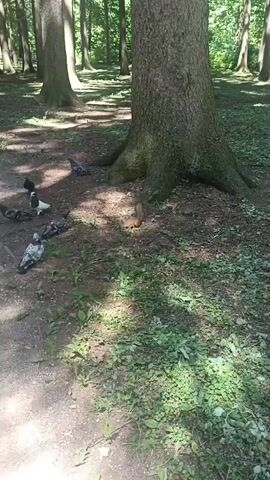 The video shows a squirrel and several pigeons in a wooded area with large trees and sunlight filtering through the leaves. The ground is covered with dirt, leaves, and some grass. The squirrel is small and reddish-brown with a bushy tail. It is seen foraging on the ground near the base of a large tree. Several pigeons, varying in color from grey to black and white, are also present, pecking at the ground. Some of the pigeons appear to be eating. One pigeon is in mid-flight, its wings spread. The scene suggests a common urban or park environment where wildlife interacts with the ground. There is no visible human interaction, but a hand can be seen briefly in the lower left corner of the frame, possibly interacting with the animals or placing food. The overall atmosphere is peaceful and natural.