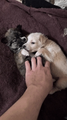 Two puppies documented playing and resting in Avren, Bulgaria