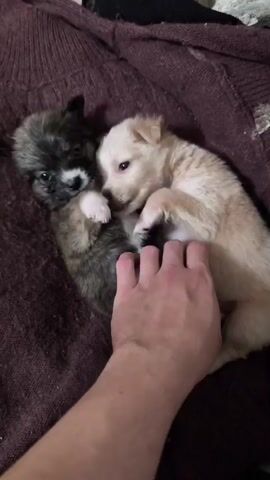 On a deep purple knitted blanket, two puppies lie intertwined. The puppy on the left is grey and black, with a white mark on its face. The puppy on the right is cream-colored. A hand rests on top of the puppies, gently covering them.  Part of a black sock or other dark material is visible in the upper portion of the frame.