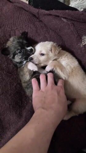 Two puppies documented playing and resting in Avren, Bulgaria