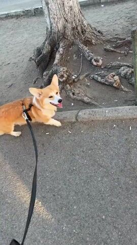 The video shows a corgi dog on a leash, standing on an asphalt surface next to the root structure of a tree. The dog is mostly light brown with white markings on its chest and face. It is wearing a black harness and a black leash is attached to the harness. The tree roots are exposed, creating a somewhat tangled surface. The asphalt surface is gray and appears slightly rough.  The dog's mouth is slightly open, and its tongue is visible. A metal pole is partially visible in the background.