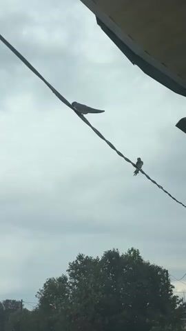 The video shows a cloudy sky with two birds perched on a wire. The wire runs diagonally across the frame from the top left to the bottom right. A building overhang is visible at the top right of the frame. Below the wire, a line of trees can be seen. The birds are small and appear to be facing left. The camera is positioned below the wire, looking up.