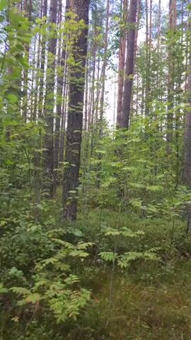 The video displays a dense forest with tall trees and lush green undergrowth. The camera appears to be moving through the forest, capturing the natural scenery. Sunlight filters through the leaves, creating a dappled effect on the forest floor. The ground is covered with moss, ferns, and small bushes. The overall impression is one of a serene and tranquil natural environment.