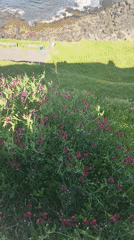 Pink wildflowers filmed along rocky Portuguese coastline